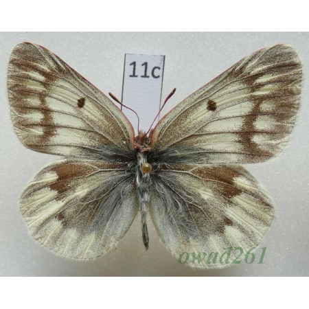 Colias nebulosa niveata Verity, 1909 China11c